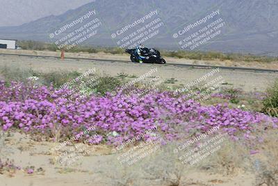 media/Feb-04-2023-SoCal Trackdays (Sat) [[8a776bf2c3]]/Turn 15 Inside Blooming (1050am)/